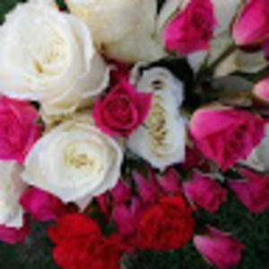 Meet your Posher, Perla